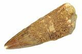 Fossil Spinosaurus Tooth - Real Dinosaur Tooth #268320-1